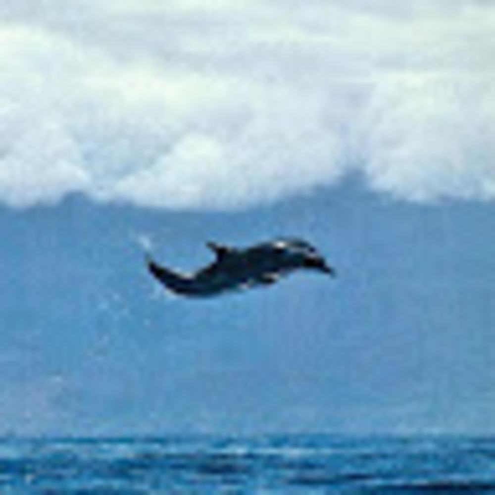 Meet your Posher, Sparkle